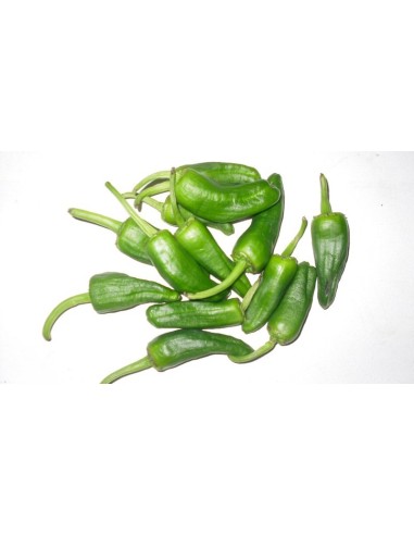 PIMIENTO PADRON PRECIO DEL KG 