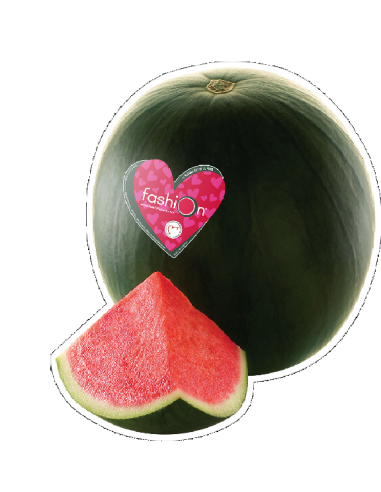 SANDIA FASHION S/PEPITA (ENVA. ENCAJADA)