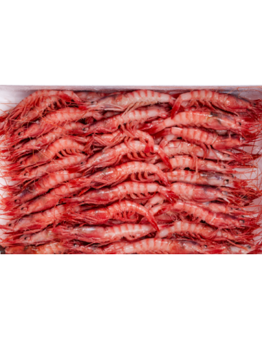 GAMBA ROSA 40/60 BORDO MOZAMBIQUE 800GR