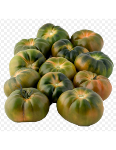 TOMATE RAF C/M