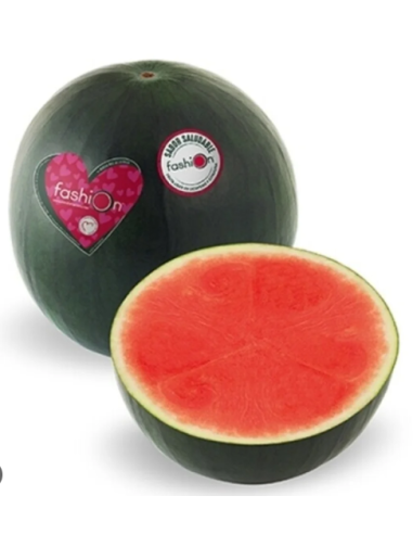 SANDIA FASION S/PEPITA (ENVA. MINI BOX)