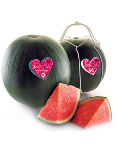 SANDIA FASION S/PEPITA (ENVA. MINI BOX)