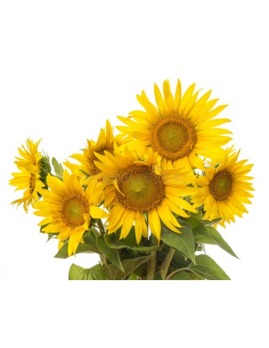 MANOJO GIRASOLES