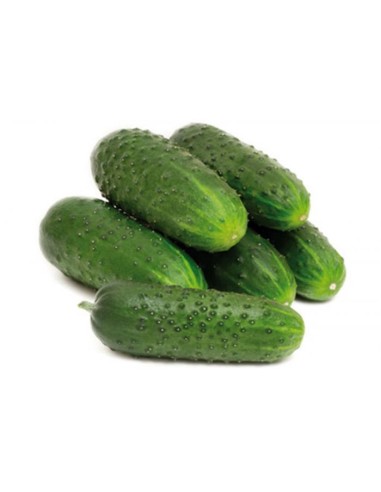PEPINO CORTO