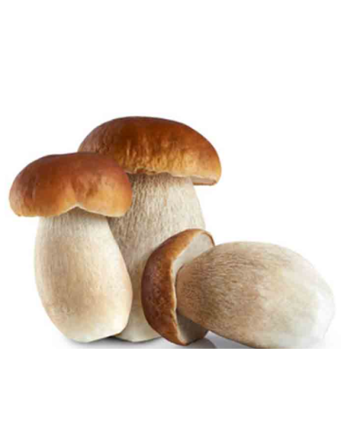 SETA BOLETUS